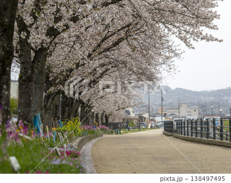 川沿いの堤防道路に咲く桜と花壇の花 138497495