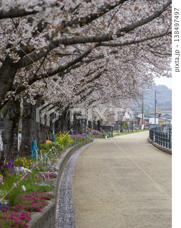 川沿いの堤防道路に咲く桜と花壇の花 川沿いの堤防道路に咲く桜と花壇の花 138497497