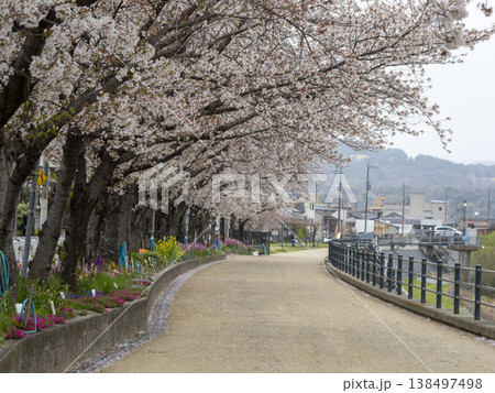 川沿いの堤防道路に咲く桜と花壇の花 138497498