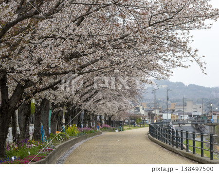 川沿いの堤防道路に咲く桜と花壇の花 川沿いの堤防道路に咲く桜と花壇の花 138497500