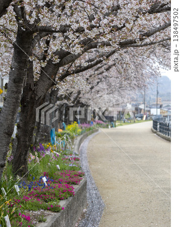 川沿いの堤防道路に咲く桜と花壇の花 138497502