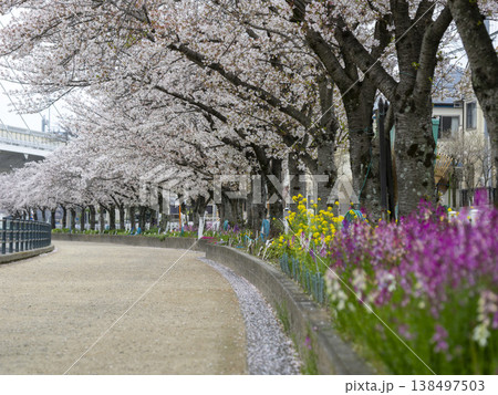 川沿いの堤防道路に咲く桜と花壇の花 川沿いの堤防道路に咲く桜と花壇の花 138497503
