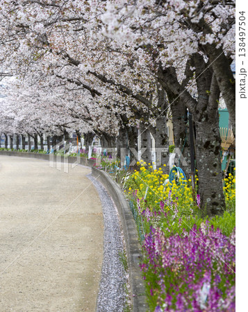 川沿いの堤防道路に咲く桜と花壇の花 川沿いの堤防道路に咲く桜と花壇の花 138497504