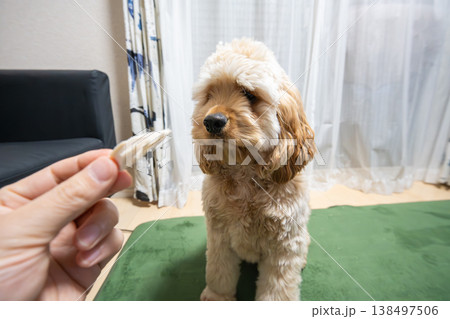 おやつを見つめる犬 おやつを見つめる犬 138497506