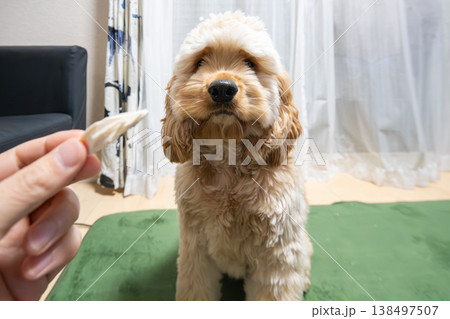 おやつを見つめる犬 おやつを見つめる犬 138497507