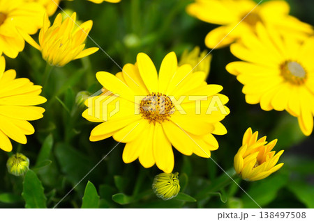 Calendula officinalis, Marys gold, common marigold or the pot marigold or Scotch marigold or ruddles flower or Pot Marigold or Calendula or Calendula officinalis or yellow flower 138497508