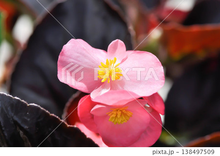 Begonia , Begonia x semperflorens cultorum or Wax begonia or pink begonia Begonia , Begonia x semperflorens cultorum or Wax begonia or pink begonia 138497509