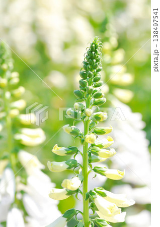 digitalis white or Common Foxglove, Digitalis purpurea or Plantaginaceae or Scrophulariaceae or Digitalis purpurea Dalmatian White Spotted or white flower digitalis white or Common Foxglove, Digitalis purpurea or Plantaginaceae or Scrophulariaceae or Digitalis purpurea Dalmatian White Spotted or white flower 138497541
