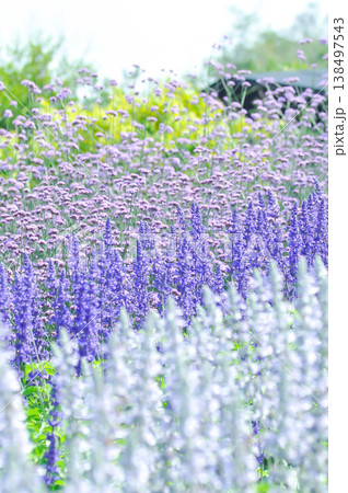 Blue Salvia, Mealy Cap Sage or Salvia farinacea Benth or Salvia farinacea or Salvia sp or Lamiaceae or purple flower Blue Salvia, Mealy Cap Sage or Salvia farinacea Benth or Salvia farinacea or Salvia sp or Lamiaceae or purple flower 138497543