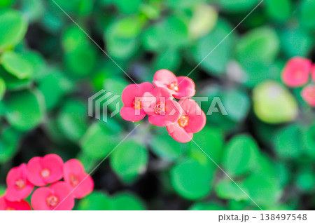 Christ Thorn, Euphorbia milii or Euphorbiaceae or Euphorbia milii Des Moul or Crown of thorns or Christ thorn or pink flower 138497548
