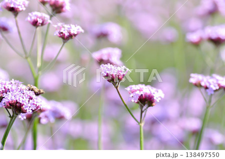 Verbena bonariensis , Verbena or Vervain or Verbenaceae or Verbena officinalis or purple flower Verbena bonariensis , Verbena or Vervain or Verbenaceae or Verbena officinalis or purple flower 138497550