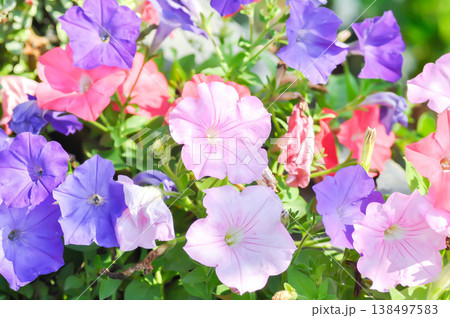 petunia or Petunia hybrida , hybrida Vilm or SOLANACEAE or pink petunia or pink flower 138497583