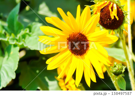 Sunflower, Asteraceae or Helianthus annuus L or yellow flower and sky 138497587