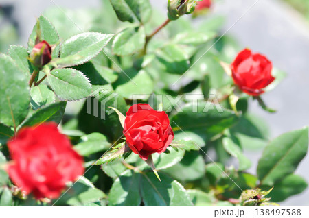 briosa rose , red rose or Garden roses , zaide rose or William Christie Rose or Mary Rose or Rosa damascena Mill or Rose or Damask rose or Rosaceae or red flower briosa rose , red rose or Garden roses , zaide rose or William Christie Rose or Mary Rose or Rosa damascena Mill or Rose or Damask rose or Rosaceae or red flower 138497588