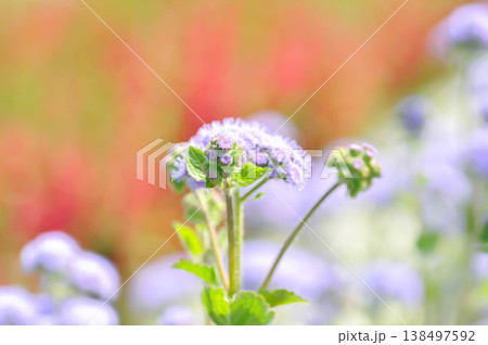 Ageratum, Ageratum blue planet, Ageratum conyzoides subsp or Ageratum houstonianum Mill or Asteraceae or Flossflower or purple flower 138497592