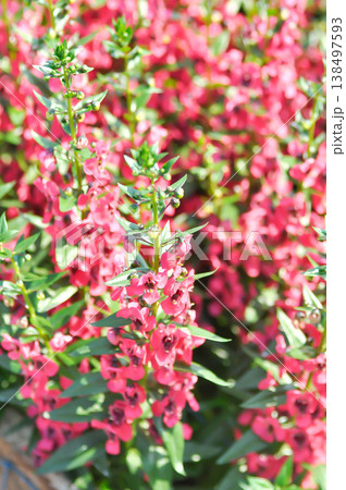 Angelonia, Angelonia angustifolia or Angelonia goyazensis or Little Turtle Flower or Plantaginaceae or Scrophulariaceae or red flower Angelonia, Angelonia angustifolia or Angelonia goyazensis or Little Turtle Flower or Plantaginaceae or Scrophulariaceae or red flower 138497593