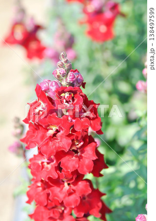 Antirrhinum majus, Antirrhinum majus Doubleshot Crimson Red or Plantaginaceae or Snapdragon or red flower 138497599