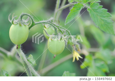 tomato or cherry tomato, Lycopersicon esculentum Mill or Solanaceae or tomato plant tomato or cherry tomato, Lycopersicon esculentum Mill or Solanaceae or tomato plant 138497602