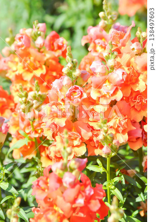 Antirrhinum majus Cool Orange or Antirrhinum majus or Plantaginaceae or Snapdragon or orange flower Antirrhinum majus Cool Orange or Antirrhinum majus or Plantaginaceae or Snapdragon or orange flower 138497603