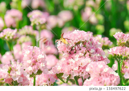 Statice or Limonium spp, Limonium spp vp or pink statice or Plumbaginaceae or Sea Lavender or pink flower or pink statice and a bee Statice or Limonium spp, Limonium spp vp or pink statice or Plumbaginaceae or Sea Lavender or pink flower or pink statice and a bee 138497622