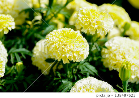 white vanilla African Marigold or African Marigold or Compositae or Tagetes erecta L or Vanilla Marigold or White African Marigold or White Marigold white vanilla African Marigold or African Marigold or Compositae or Tagetes erecta L or Vanilla Marigold or White African Marigold or White Marigold 138497623