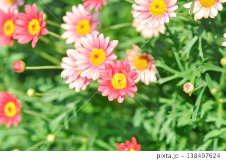 argyranthemum madeira, Argyranthemum Madeira Red or  Marguerite Daisy or Paris Daisy or red daisy or Red paris Daisy or argyranthemum frutescens or red flower 138497624