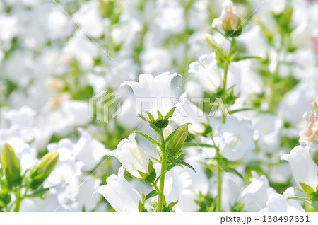 Bellflower, Campana White or Campana White Campanula or Campanula medium Champion or Campanulaceae or Canterbury Bells or white flower 138497631