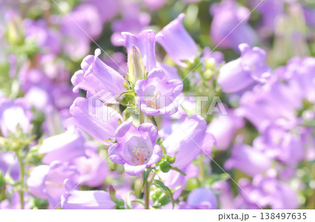 Campanula Campana Lilac or Campanula medium Campana purple or Bellflower or Campanula medium Champion or Campanulaceae or Canterbury Bells or purple flower 138497635