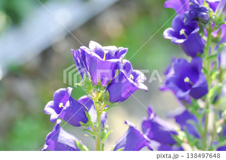 Campanula Campana Lilac or Campanula medium Campana purple or Bellflower or Campanula medium Champion or Campanulaceae or Canterbury Bells or purple flower Campanula Campana Lilac or Campanula medium Campana purple or Bellflower or Campanula medium Champion or Campanulaceae or Canterbury Bells or purple flower 138497648