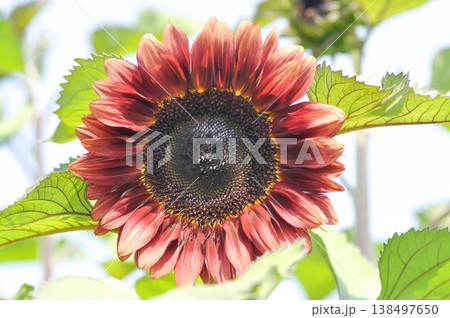 red flower or Floristan Helianthus annuus or Helianthus annuus or Red Sunflower Floristan or Velvet Queen Sunflower or Sunflower or Asteraceae, Common Sunflower 138497650