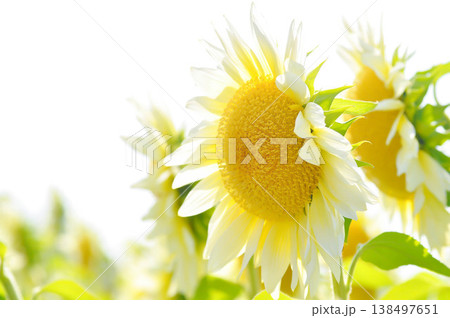 White Sunflower, sunflower or Asteraceae or H annuus or Helianthus annuus L or Helianthus annuus ProCut White Nite or white flower and sky 138497651