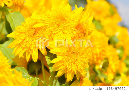 Sunflower Santa Fe Double or Sunflower Santa Fe Double Helianthus Annuus or Sunflower or Asteraceae, Common Sunflower or Helianthus annuus L or yellow flower 138497652