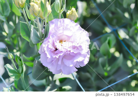 Bluebell Gentian, Eustoma grandiflorum Raf Shinners or Eustoma russellianum Hook G Don or GENTIANACEAE or lisianthus or Prairie Gentian or Texas Bluebell or purple flower 138497654