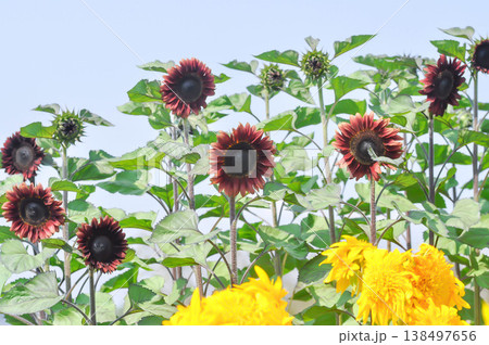 red flower or Floristan Helianthus annuus or Helianthus annuus or Red Sunflower Floristan or Velvet Queen Sunflower or Sunflower or Asteraceae, Common Sunflower 138497656