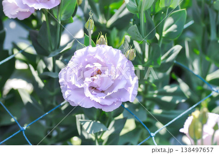 Bluebell Gentian, Eustoma grandiflorum Raf Shinners or Eustoma russellianum Hook G Don or GENTIANACEAE or lisianthus or Prairie Gentian or Texas Bluebell or purple flower 138497657