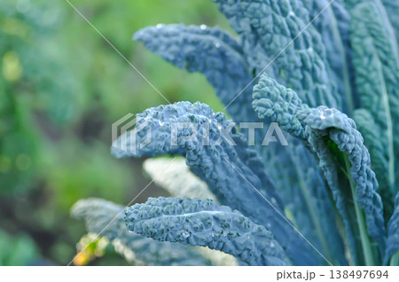 Dinosaur Kale or Italian Kale or Lacinato Kale, Palm Kale or Tuscan Kale or brassica oleracea or Brassica oleracea var palmifolia or vegetable Dinosaur Kale or Italian Kale or Lacinato Kale, Palm Kale or Tuscan Kale or brassica oleracea or Brassica oleracea var palmifolia or vegetable 138497694