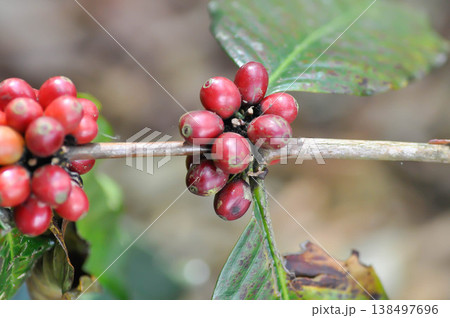 coffee cherry or coffee bean or coffee sed ,coffee beans or coffee plant 138497696