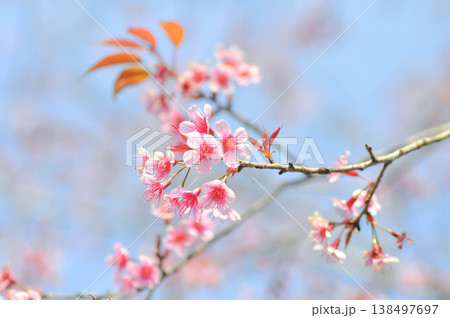 Wild Himalayan Cherry or Wild Himalayan tree or Sour cherry 138497697
