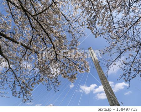 青空と桜の花 青空と桜の花 138497715