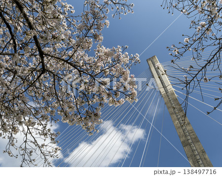 青空と桜の花 青空と桜の花 138497716