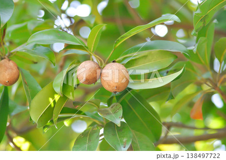 Manilkara zapota, Mimusops or Sapodilla or fruit Manilkara zapota, Mimusops or Sapodilla or fruit 138497722