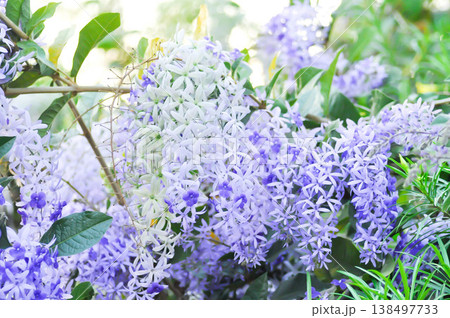 Sandpaper vine, Purple wreath or Queens wreath or purple flower Sandpaper vine, Purple wreath or Queens wreath or purple flower 138497733