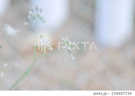 blur background or abstract background or cream background or flower background or grass flower blur background or abstract background or cream background or flower background or grass flower 138497734