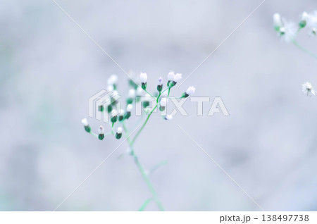 Cyanthillium cinereum , Little ironweed or Vernonia cinerea or Ash coloured fleabane or Ash coloured ironweed or Little Ironweed Cyanthillium cinereum , Little ironweed or Vernonia cinerea or Ash coloured fleabane or Ash coloured ironweed or Little Ironweed 138497738