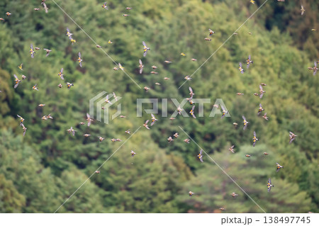 冬、谷筋を飛翔するアトリ達 138497745