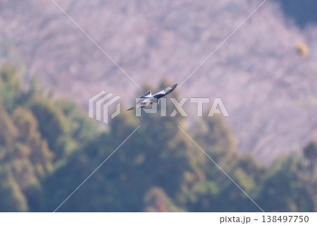 冬、谷間上空を飛翔するハイタカ成鳥01 138497750