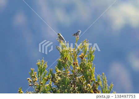 冬、杉天辺に止まるマヒワ 138497753