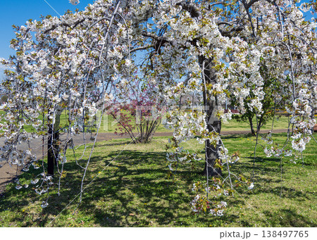 フラワーガーデン フラワーガーデン 138497765