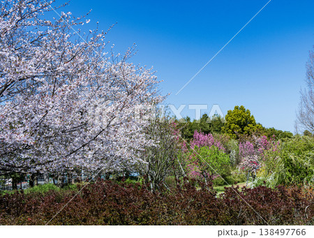 フラワーガーデン 138497766