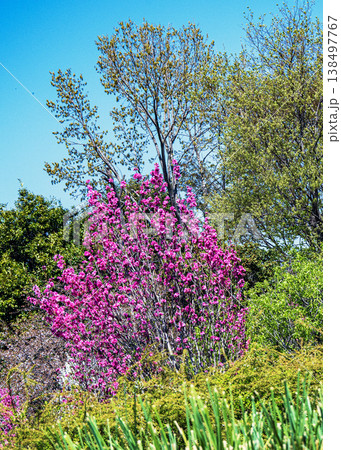 フラワーガーデン 138497767